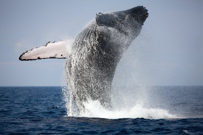 Stunning Whale